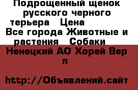 Подрощенный щенок русского черного терьера › Цена ­ 35 000 - Все города Животные и растения » Собаки   . Ненецкий АО,Хорей-Вер п.